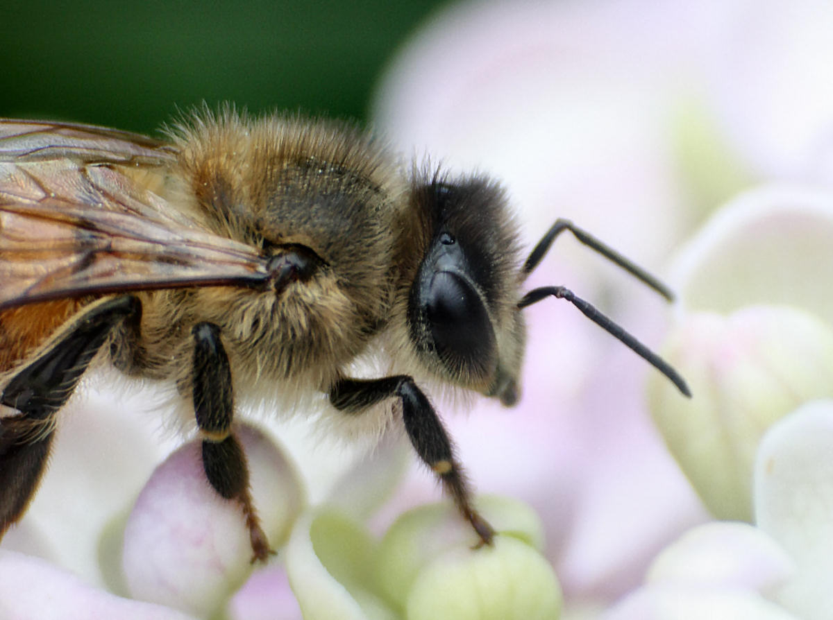 Apis mellifera